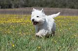 WESTIE 204
